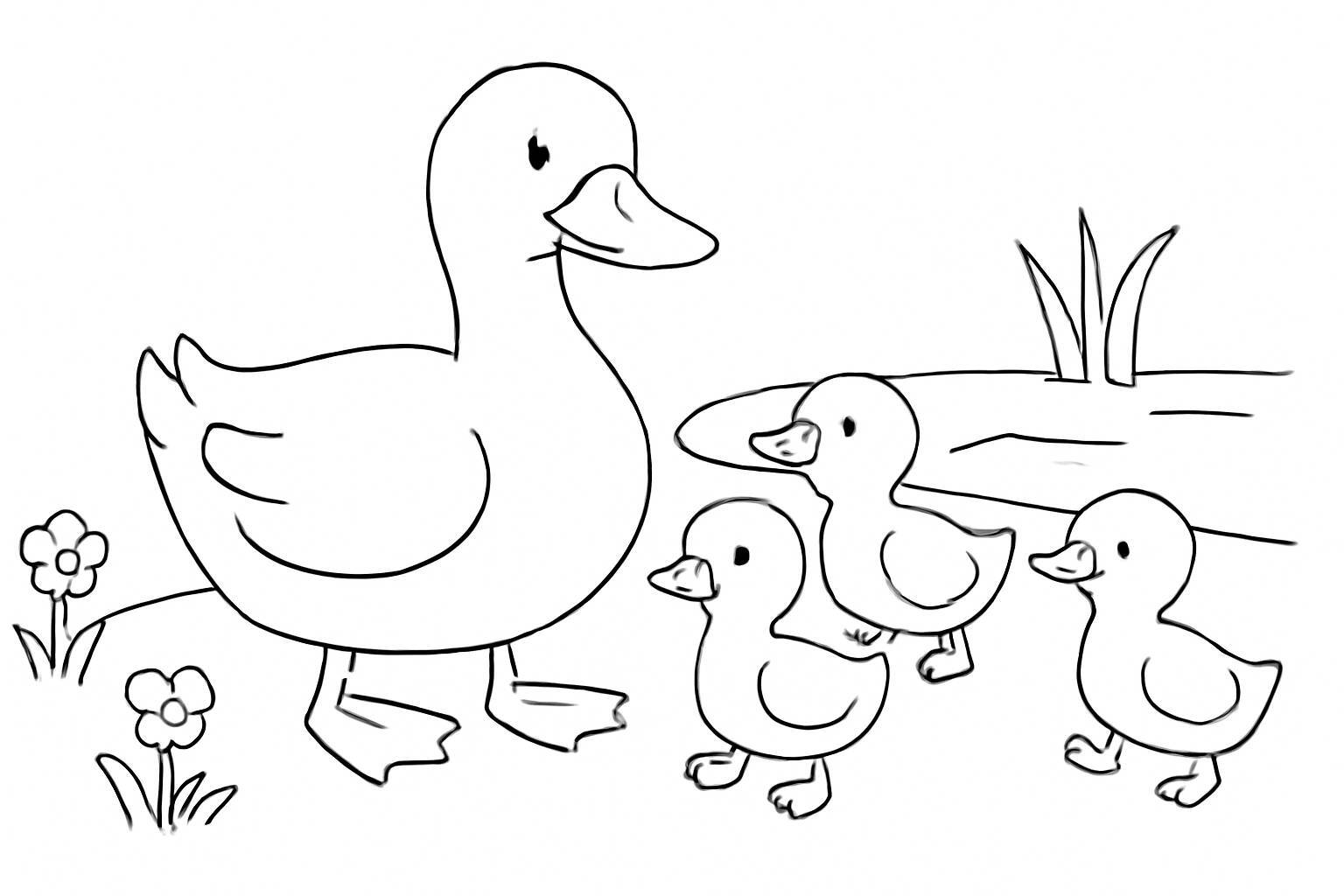 Mother Duck and Ducklings