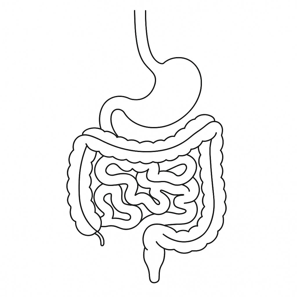 Digestive System