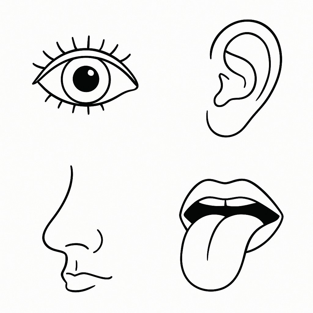 Sensory Organs