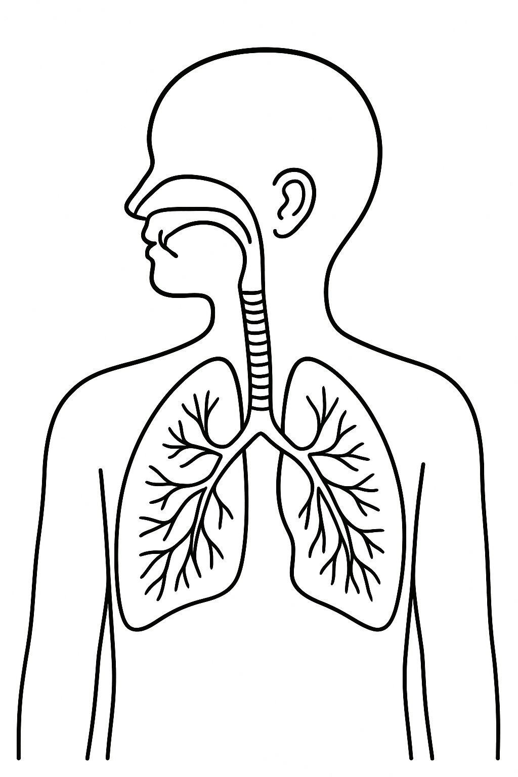 Human Body Parts Coloring Pages for Kids 2026