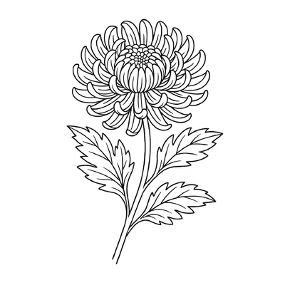 Chrysanthemum Coloring Pages for Kids 2026 – Free Printable Sheets