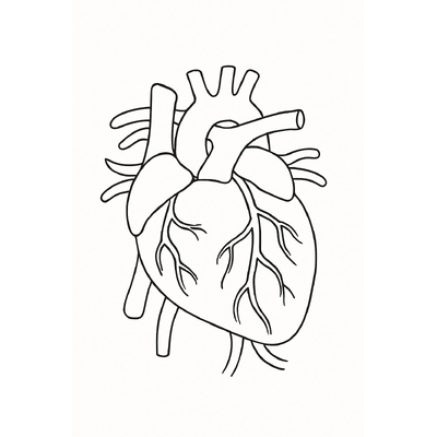 Human Body Parts Coloring Pages for Kids 2026