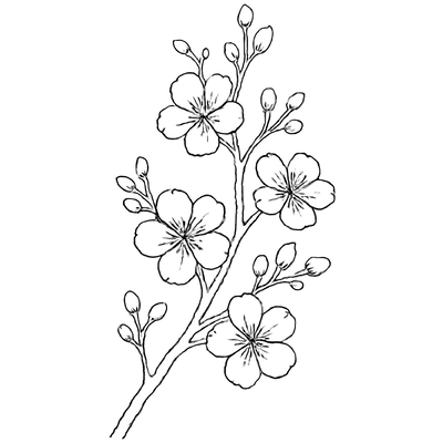 Beautiful and Printable Apricot Blossom Branch Coloring Pages for Kids PDF 2026