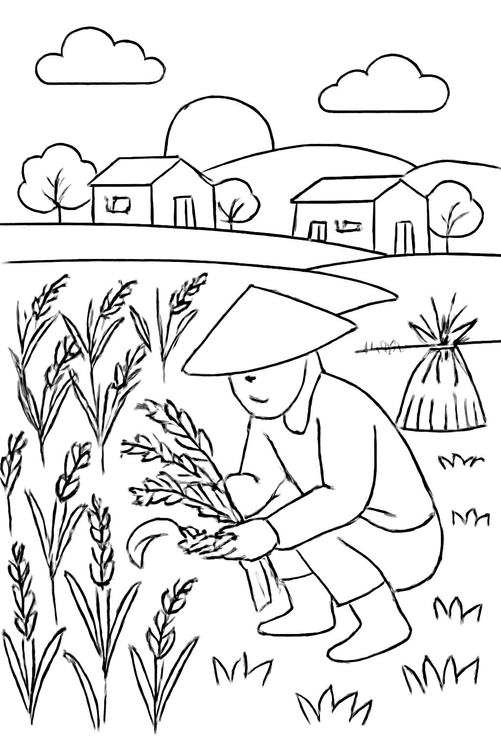 Countryside Rice Fields