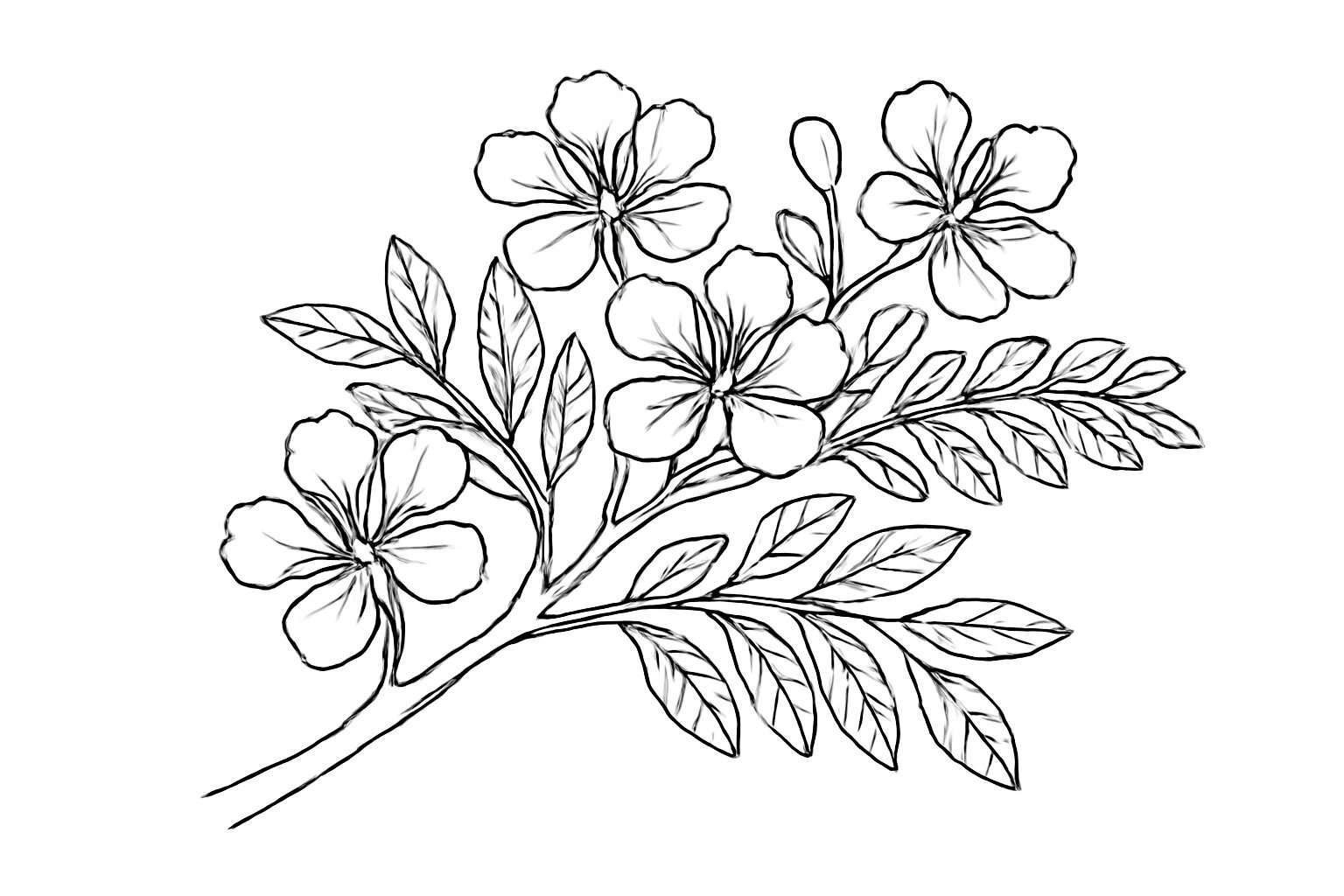 Flamboyant Flower Coloring Pages for Kids – Creative & Beautiful 2026