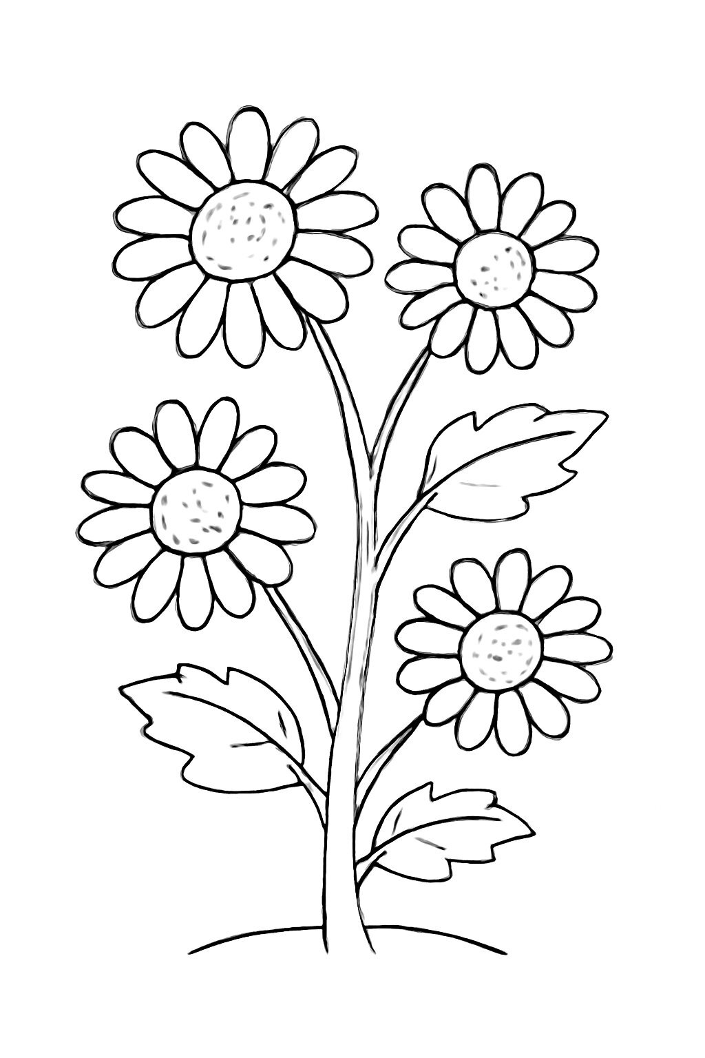 Chrysanthemum Flower