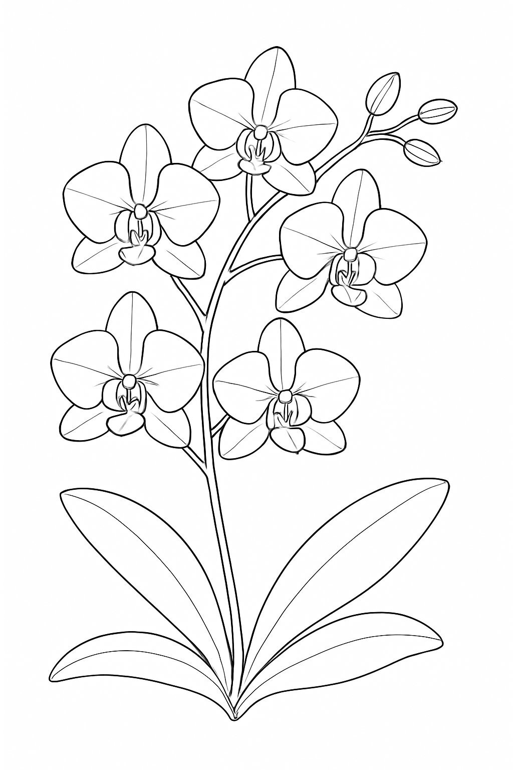 Orchid Flower