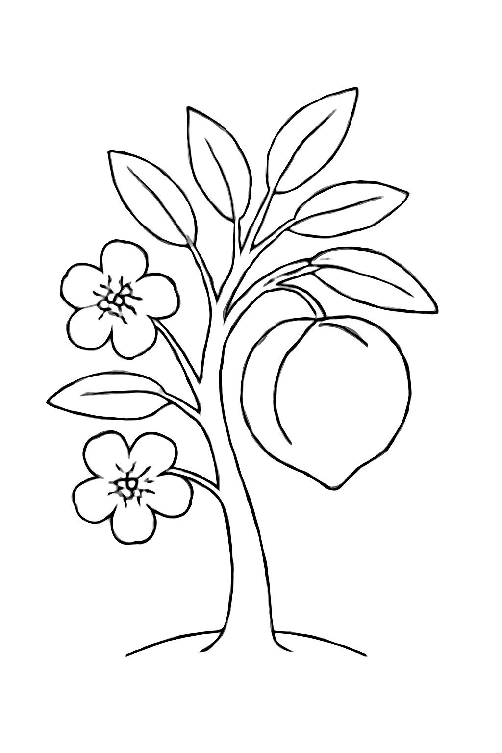 Peach Tree