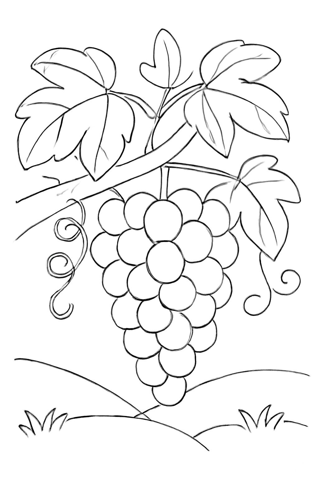 Grape Vine