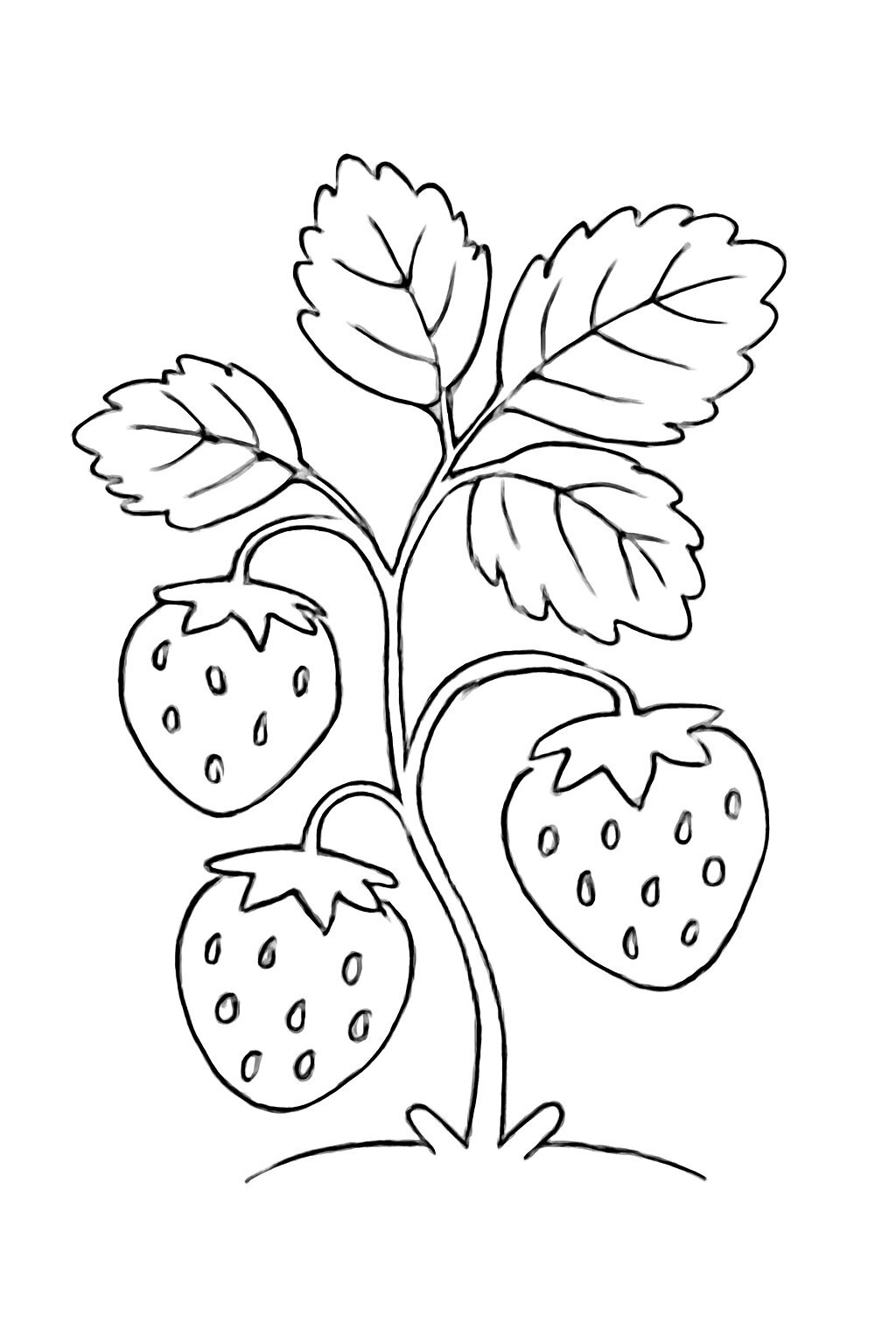 Strawberry Plant