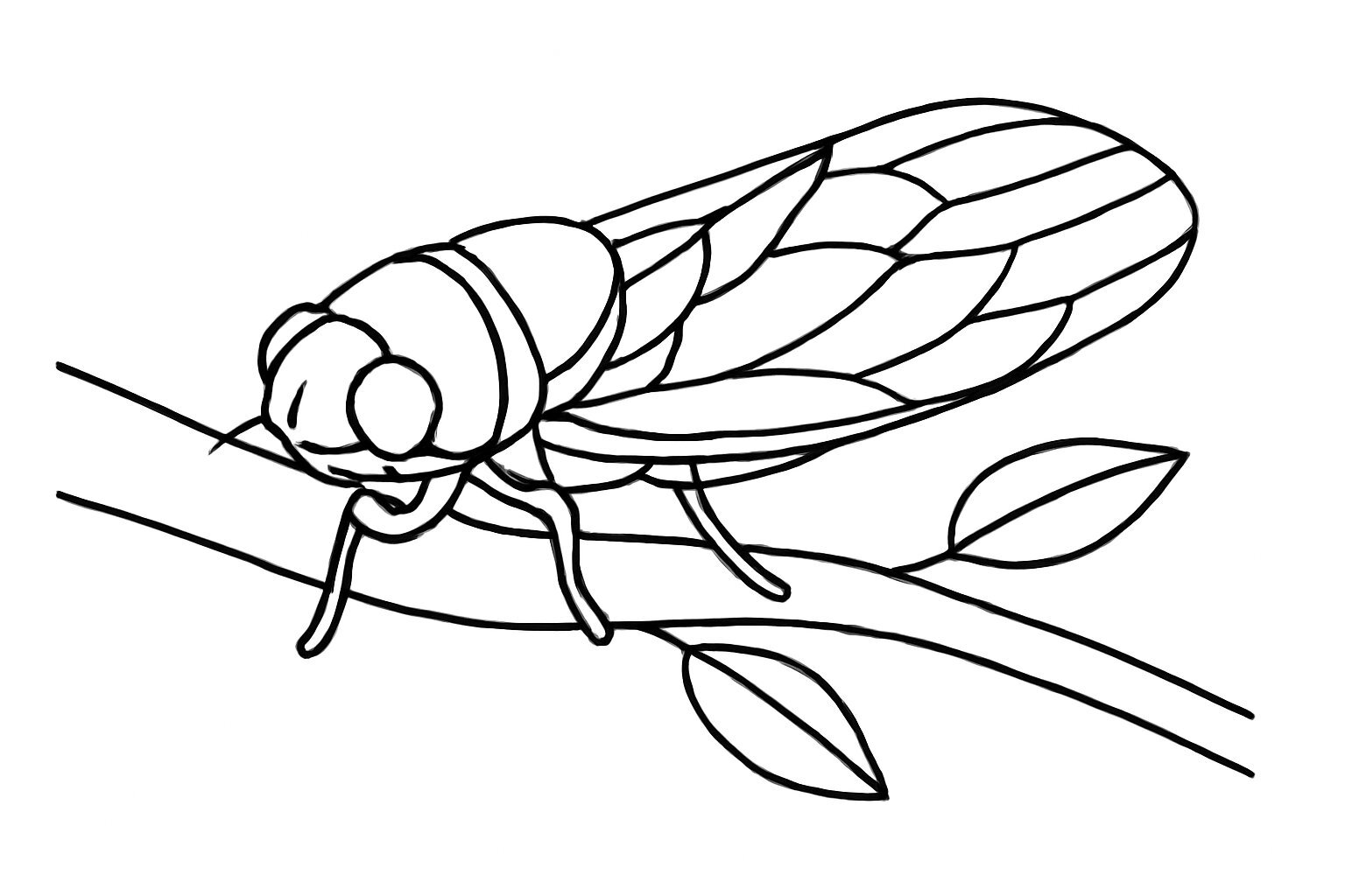 Summer Cicada