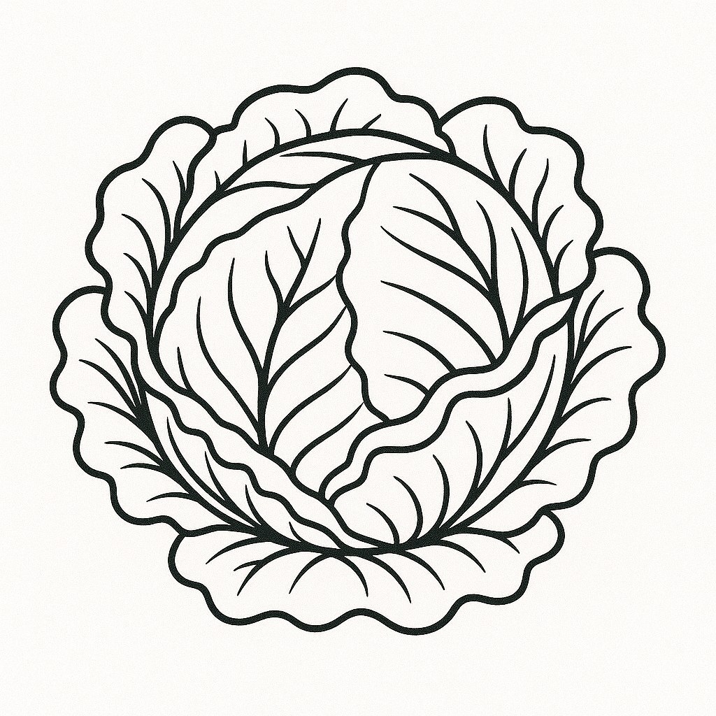 Fresh Natural Green Cabbage