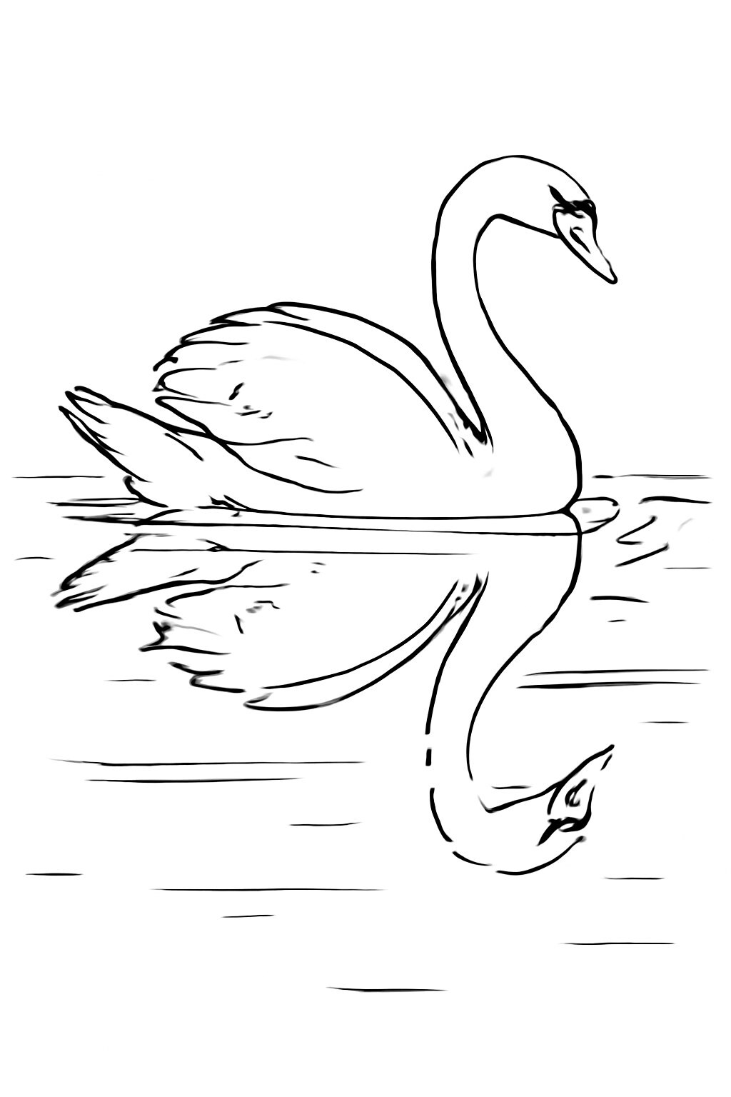 Swan on the Lake