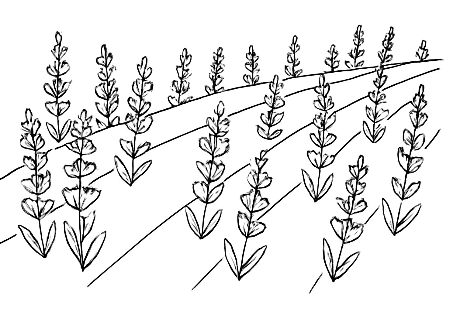 Lavender Field